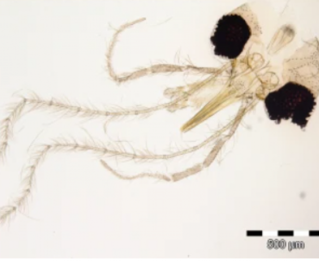 Scandal academic: Insecta