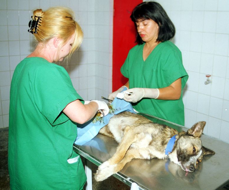 Sectorul 1: Sterilizarea gratuită a animalelor de companie continua si in 2015 in doua centre veterinare