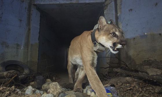 Sfârşit tragic pentru puma care a reuşit să treacă de zeci de ori autostrăzi aglomerate, devenind faimoasă pe internet. Nu a calcat-o masina!