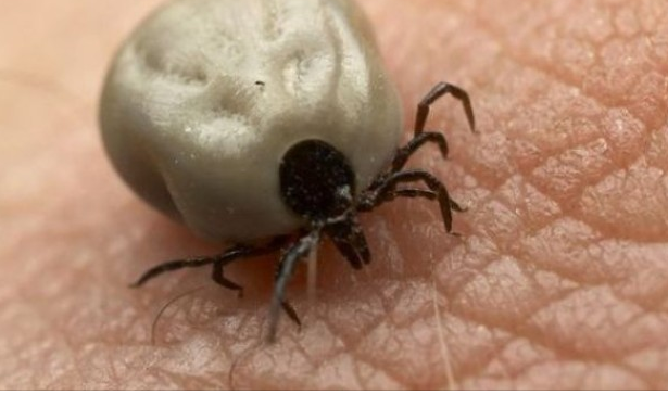 Sibiul in alerta din cauza bolii Lyme, cauzată de căpuşe
