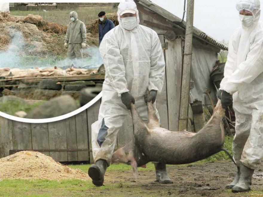 Situație alarmanta in județul Constanța: peste 1.800 de porci au fost sacrificati