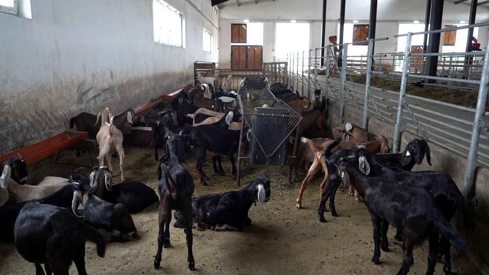 Super-capra din nordul României: noua rasă care ar putea schimba piața lactatelor
