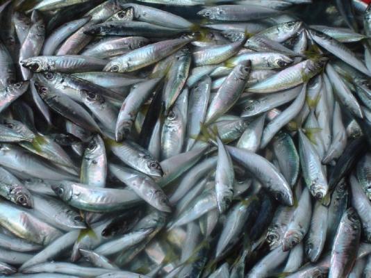 Sute de kilograme de peşte confiscate în urma unor percheziţii la domiciliile unor tulceni