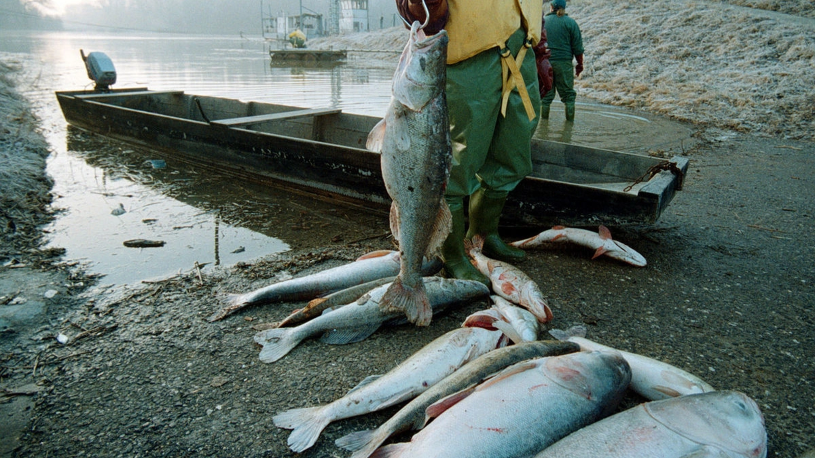 Sute de mii de pești otrăviți în teste chimice cerute de Uniunea Europeană