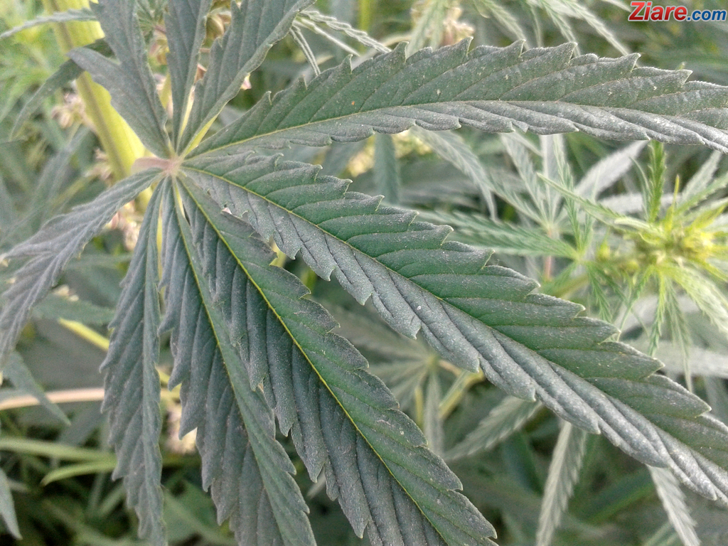 Tamaie inlocuita cu marijuana: Preotul si toti enoriasii au ajuns la spital