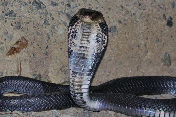 Teoria reptiliana: Misteriosul coronavirus din China ar fi „sărit