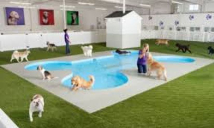 Terminal destinat animalelor, cu piscină şi televizoare, deschis pe Aeroportul John Kennedy din New York