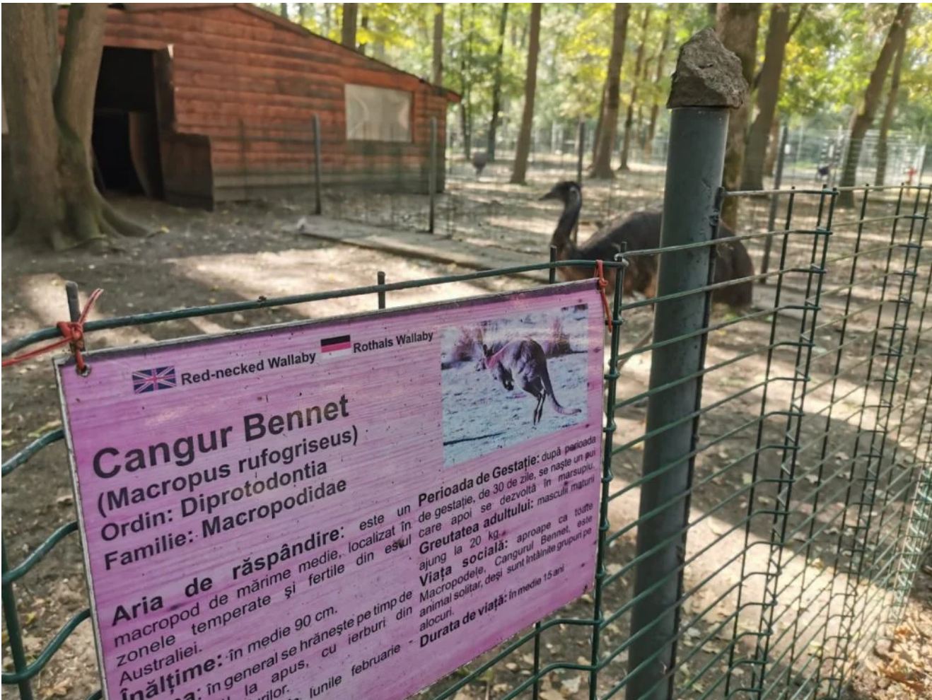 Toți cangurii de la Zoo Timișoara, uciși de maidanezi. Câinii au intrat noaptea în grădina zoologică