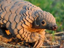 Transport ilegal de solzi de pangolin în valoare de aproximativ 1,5 milioane de euro, trimis din Congo spre România