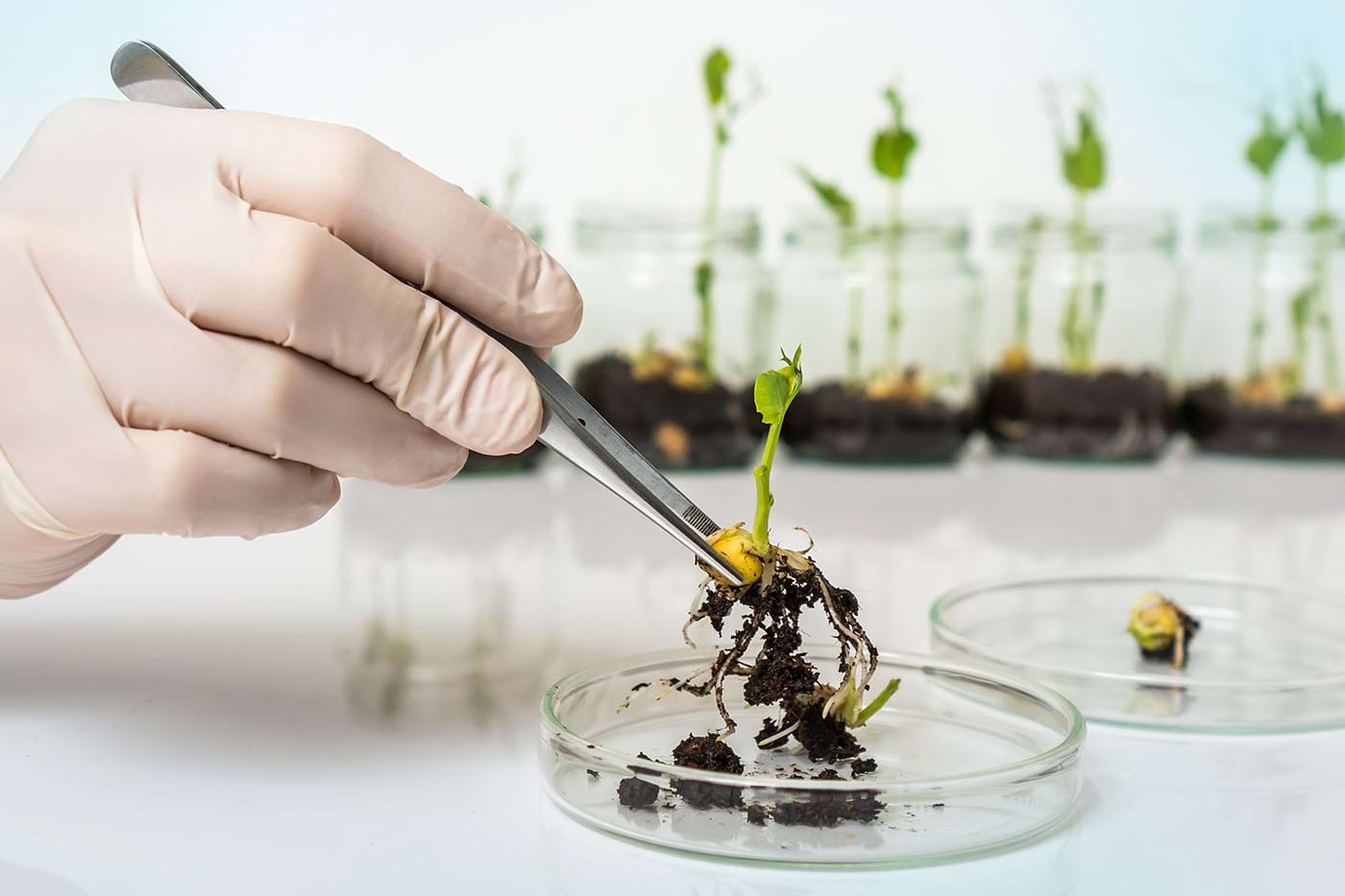 Transsoianismul: Soia modificată genetic a fost aprobată de Comisia Europeană: E