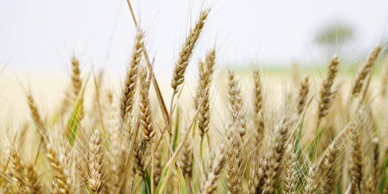 UE ridică restricțiile impuse importurilor de cereale ucrainene. Polonia, Ungaria și Slovacia anunță că interzic importurile, în timp ce România ignoră protestele fermierilor
