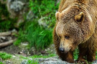 Un angajat al unei tabere de vara din Colorado s-a trezit cu capul in gura unui urs