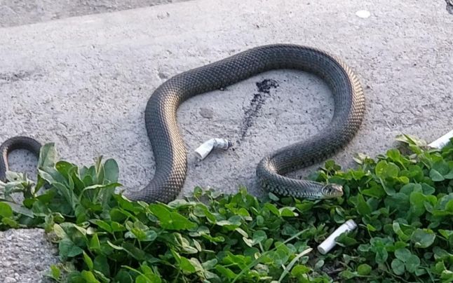 Un şarpe mare a fost văzut si pozat în Parcul Cişmigiu