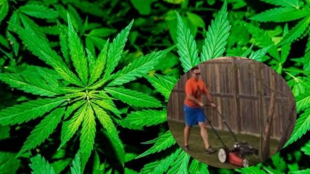 Un barbat acuzat ca facea trafic de cannabis a fost condamnat sa tunda iarba