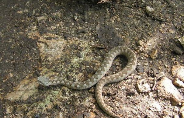 Un bărbat de 77 de ani a INTRAT în şoc ANAFILACTIC după ce a fost muşcat de un şarpe