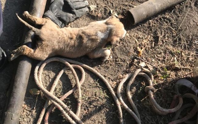 Un căţeluş căzut într-un puţ adânc de 27 de metri, salvat în ultimul moment. 