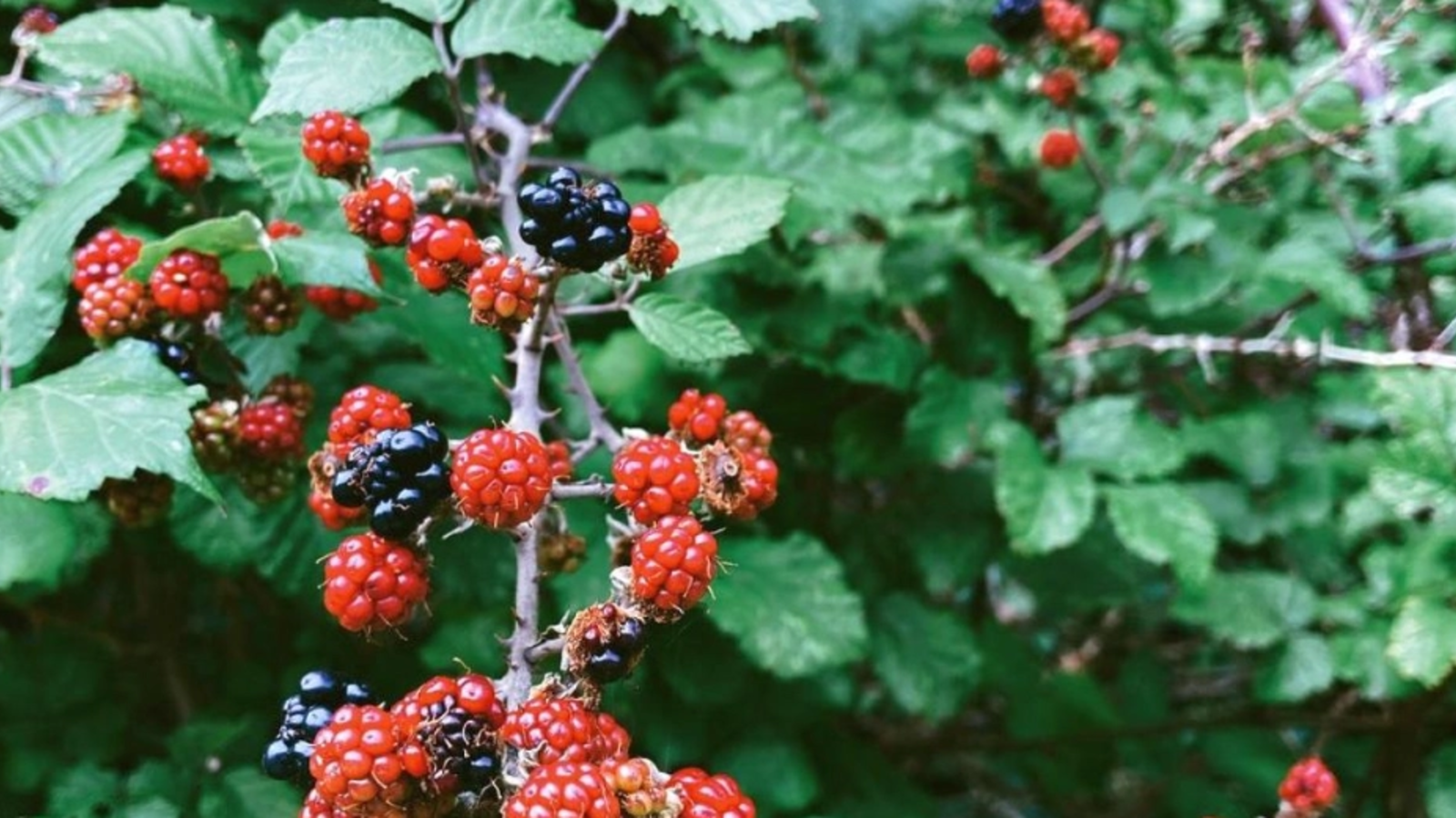 Un compus natural din struguri și fructe de pădure ar putea ajuta mușchii să ardă grăsimile