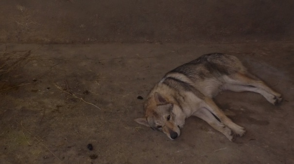 Un iresponsabil a abandonat un lup în Parcul din Craiova