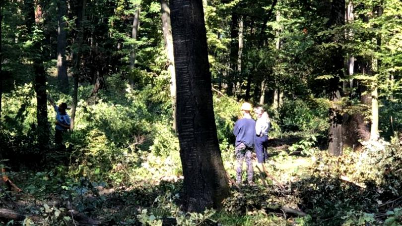Un muncitor forestier a murit zdrobit sub copacul abia tăiat într-o pădure din Botoșani