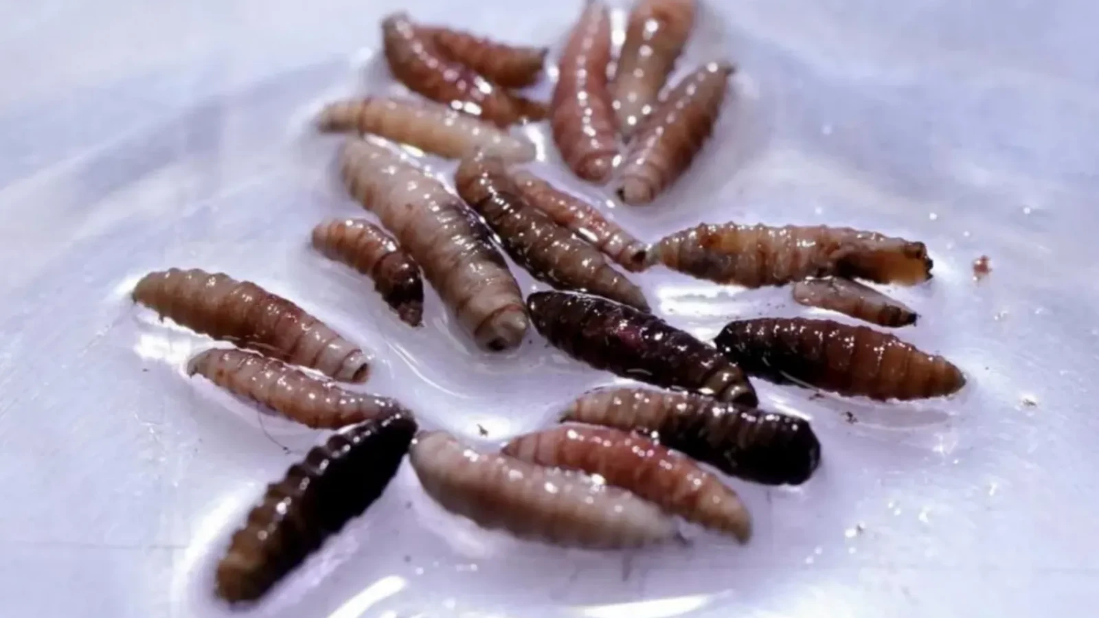 Un nou pericol biologic. Viermele carnivor ajunge în SUA, un caz fiind depistat în Texas

