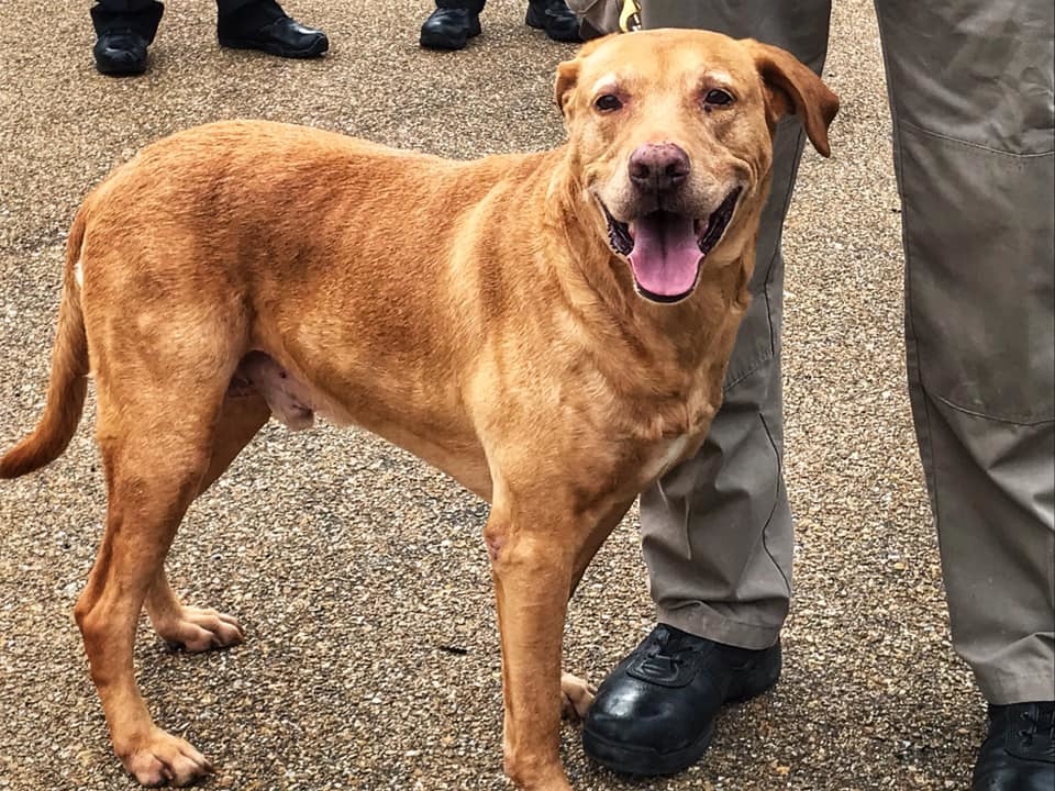Un ofiter american a fost retrogradat dupa ce si-a abandonat cainele-politist