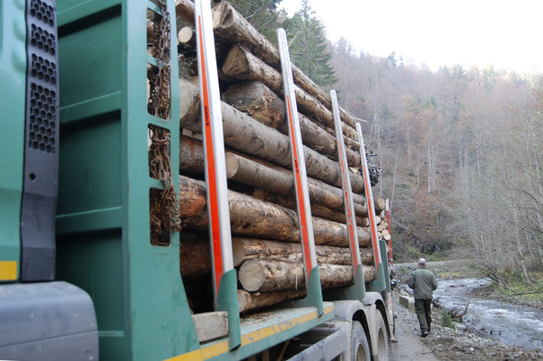 Un pădurar din Mureş, agresat şi sechestrat de hoţii de lemne