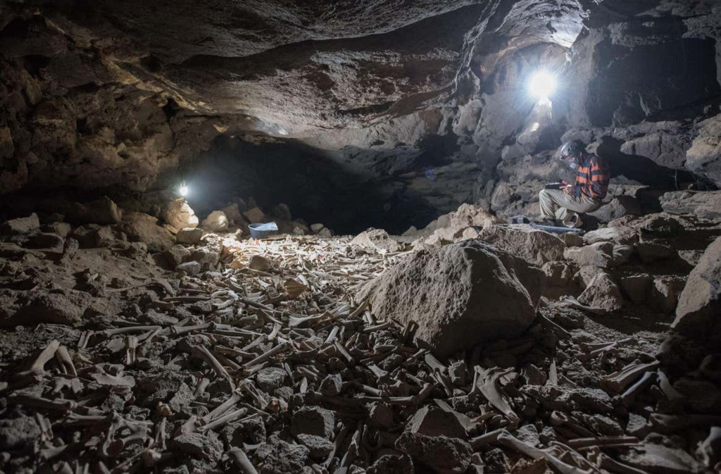 Un pat gigantic de oase adunate de hiene de-a lungul a mii de ani a fost descoperit într-o peșteră din Arabia Saudită