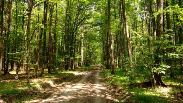 Un pictor a fost găsit spânzurat într-o pădure din Vrancea. Poliţia a deschis dosar de moarte suspectă