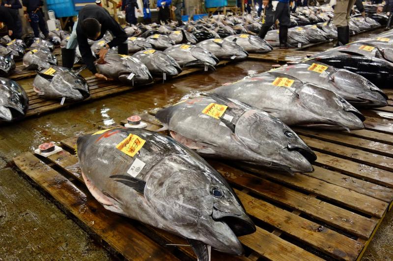 Un ton roşu uriaş a fost vândut cu 193 de milioane de yeni la o licitaţie în Japonia
