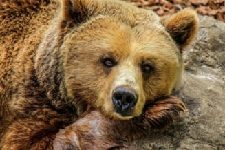 Un urs a murit după ce a fost lovit în plin de o mașină langa Ploiesti. Șoferul a fost testat cu aparatul etilotest