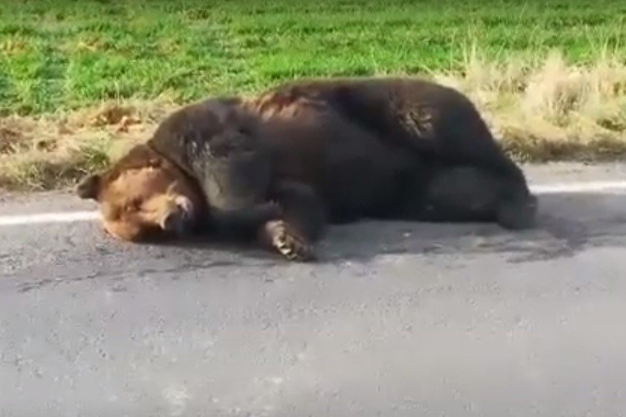 Un urs agonizează de aproape 24 de ore pe un drum din Harghita