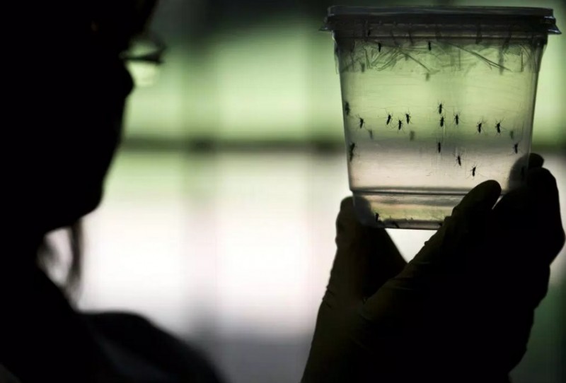 Un vaccin anti-Zika va fi testat pentru prima oară pe oameni - anunță cercetătorii canadieni
