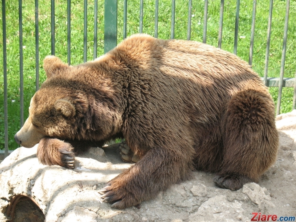Urs accidentat de o masina pe DN 1. Animalul ranit va fi transportat in rezervatia de la Zarnesti