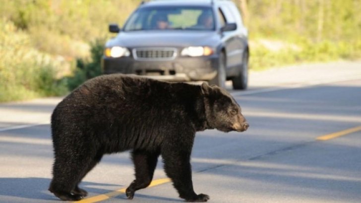 Urs, ucis de o mașină pe autostrada A3