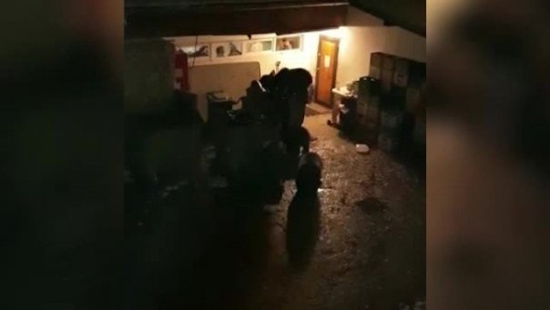 Ursii din Rasnov, dependenti de chiflele de la pensiuni.