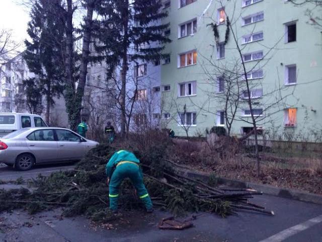 Vântul a doborît un brad urias peste un bloc din Brasov
