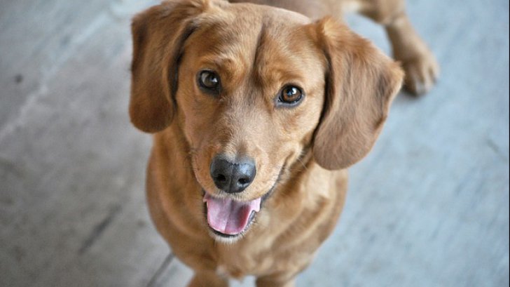 Veterinarii ne spun. Ce ar trebui, de fapt, să-i dai de mâncare câinelui tău