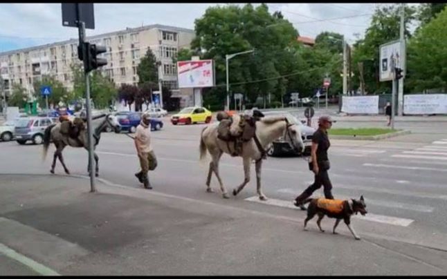 VIDEO Doi turişti străini plecaţi călare spre Castelul Bran s-au rătăcit în Craiova: 