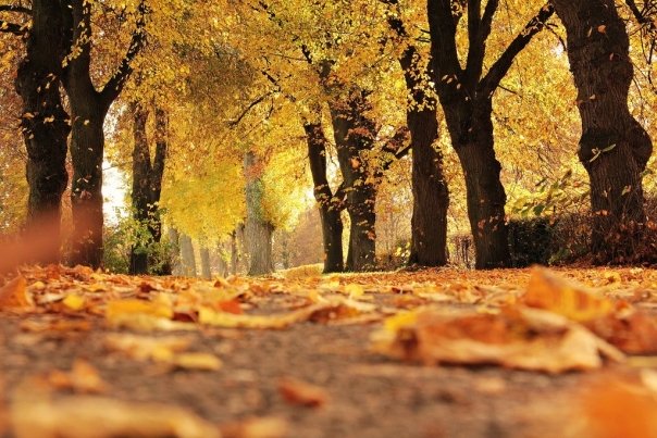 Vin zile calde si insorite. Vreme aproape varatica, la jumatatea lui octombrie