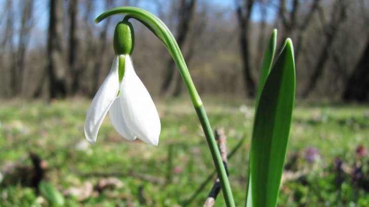 Vine primăvara! Cum vor arăta temperaturile în următoarele două săptămâni