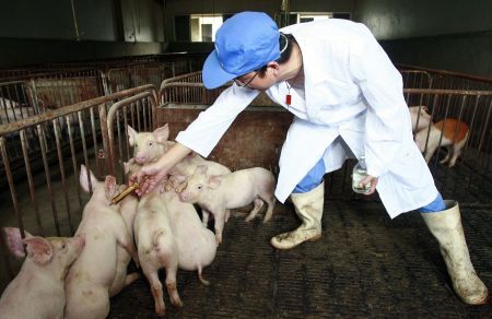 Virusul pestei porcine africane, confirmat în Timiș și Arad