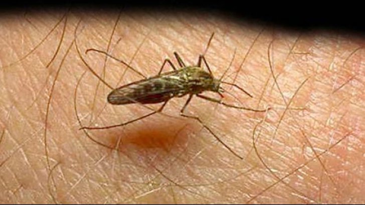 West Nile face prima victimă in România. Un pensionar a decedat înţepat de ţânţarii infestati cu virusul mortal